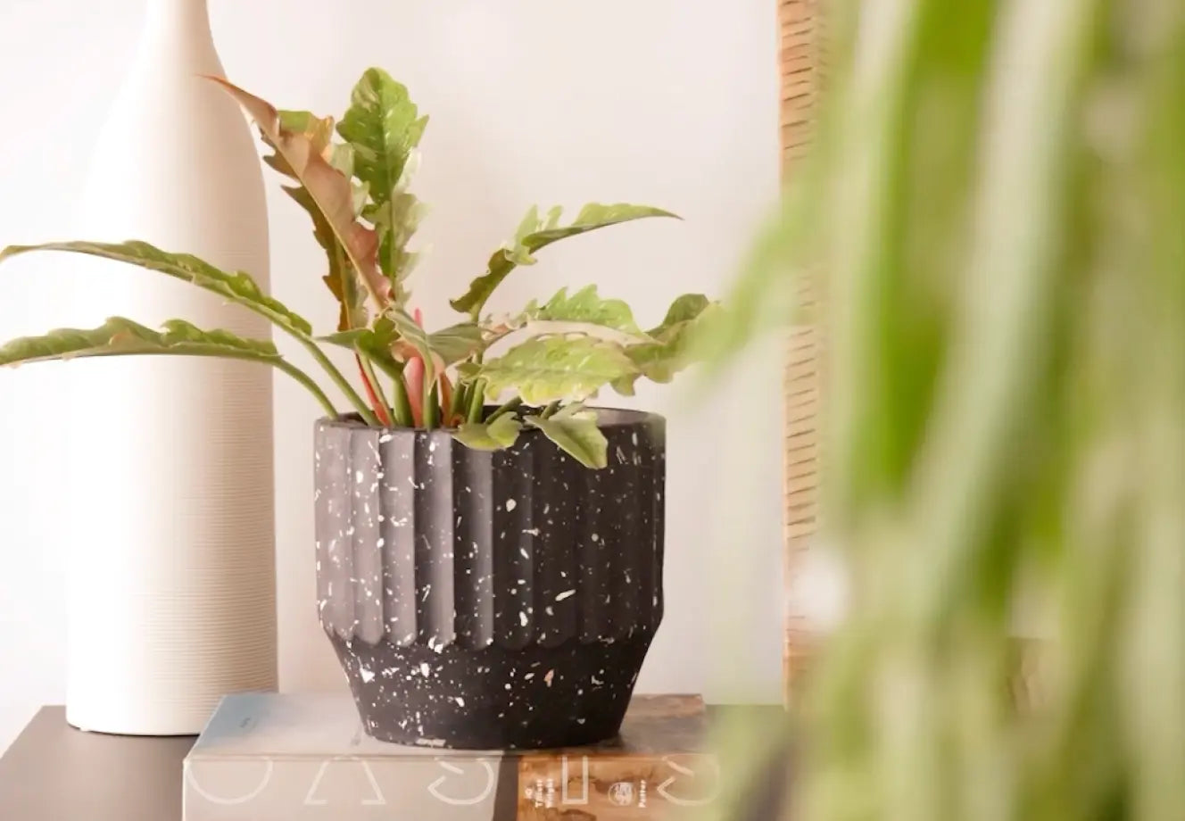 Indoor plant in a black terrazzo concrete planter on a table, styled with modern home decor accents.