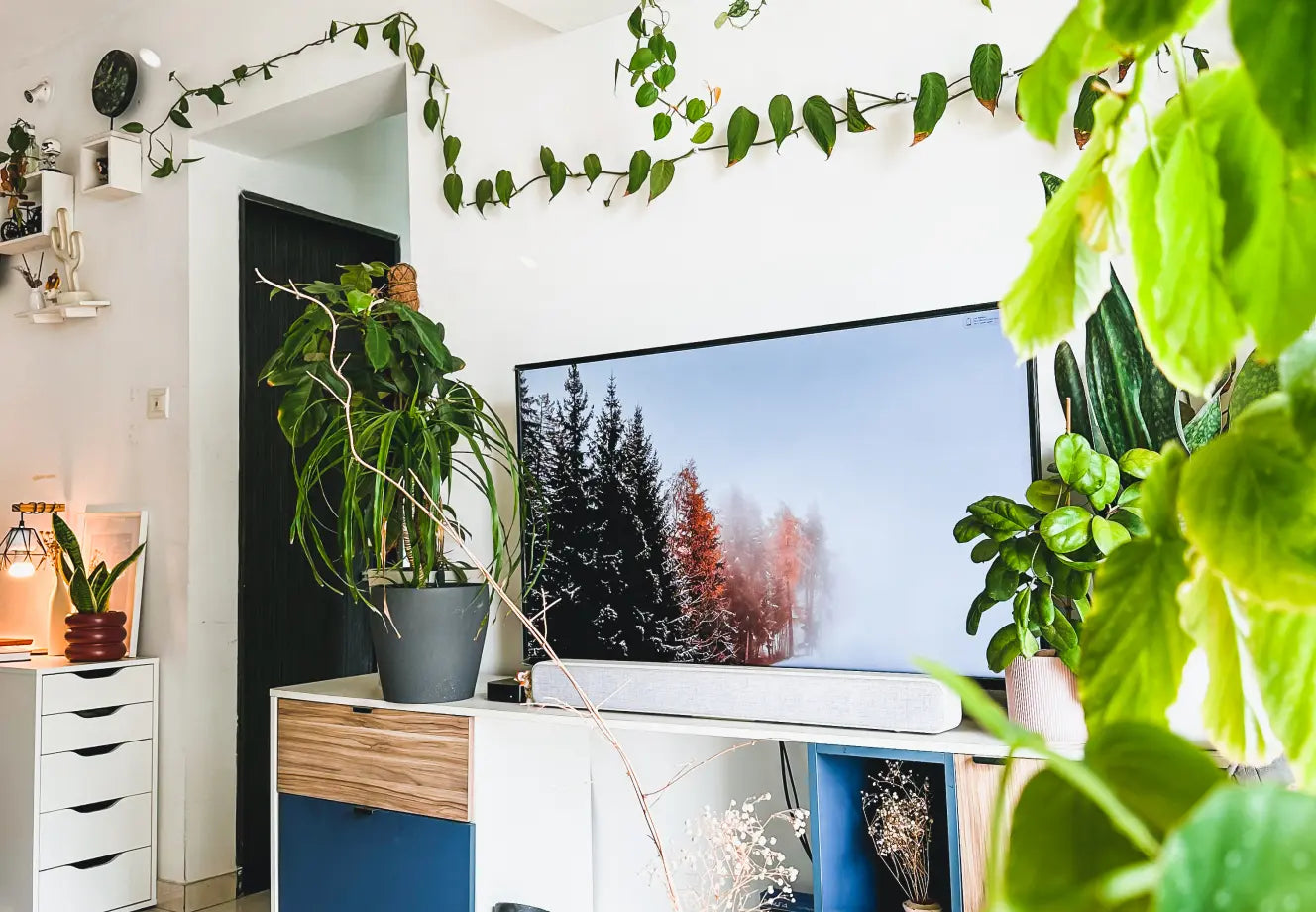 Modern indoor garden setup with healthy houseplants