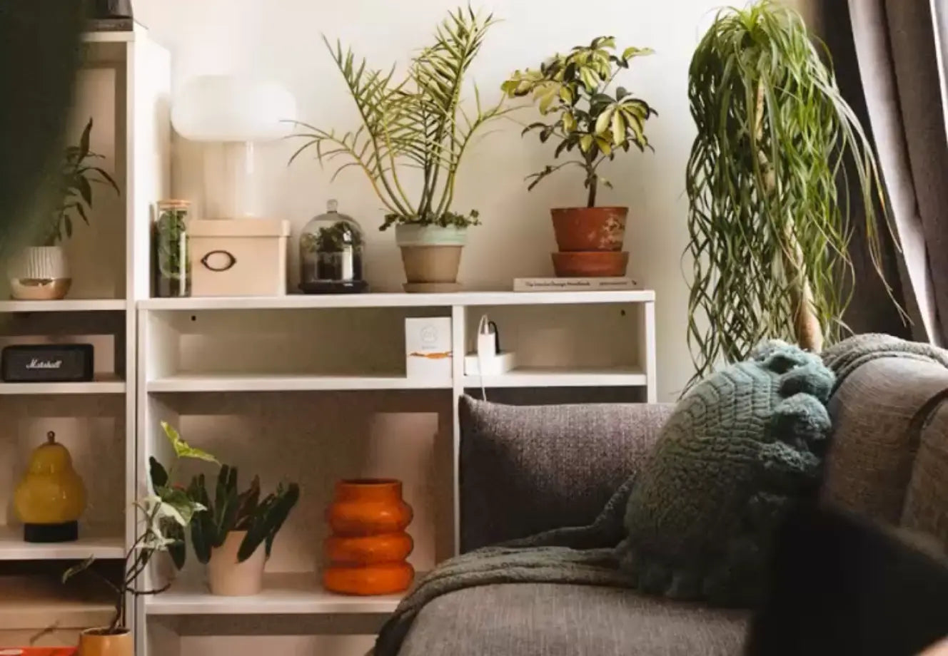 Indoor plants on white shelves with grey sofa and green cushion for cozy modern home decor.