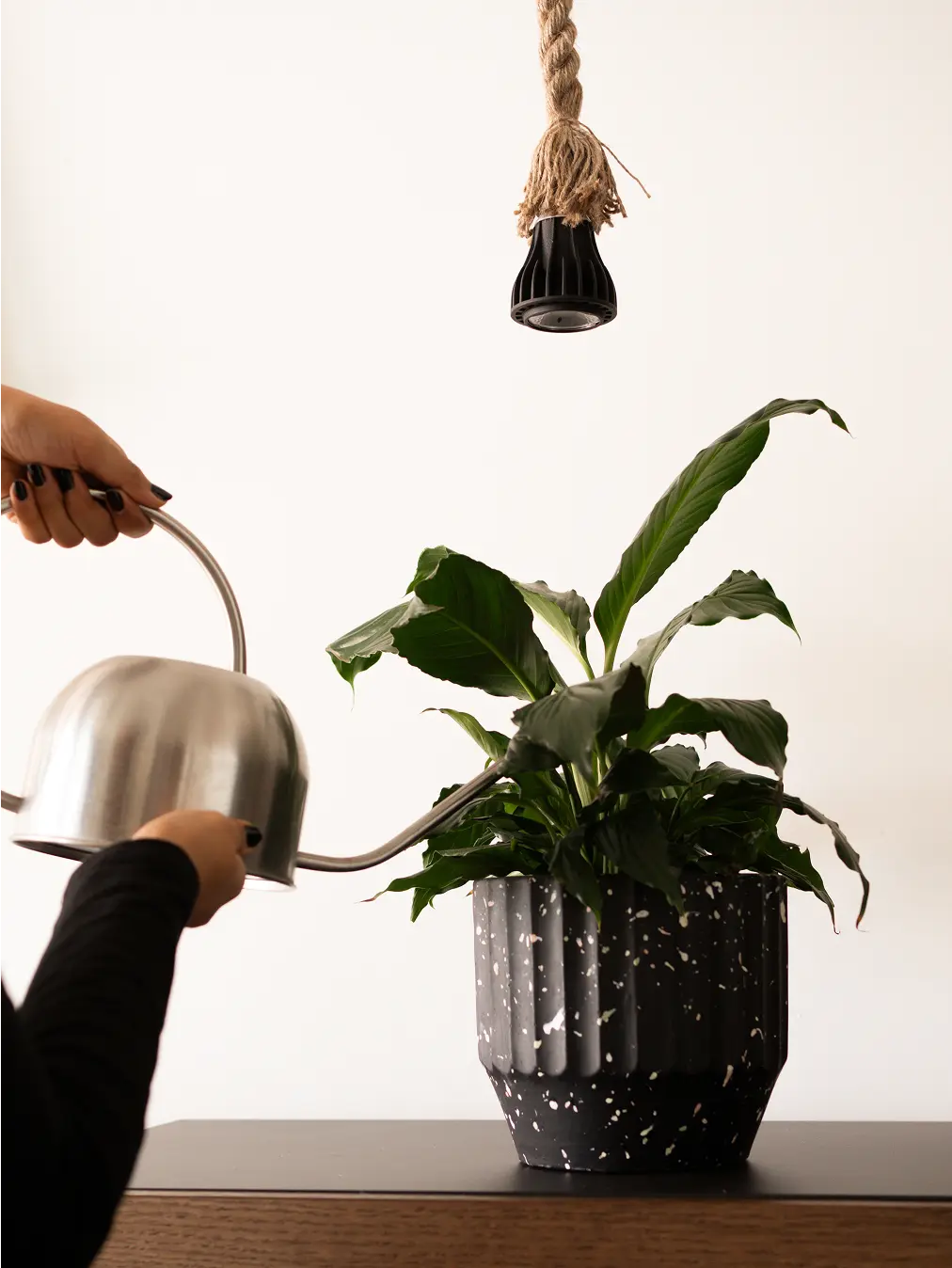 Blaze 12W LED Grow Light - Black, suspended above a plant in a concrete planter, enhancing indoor gardening setup.