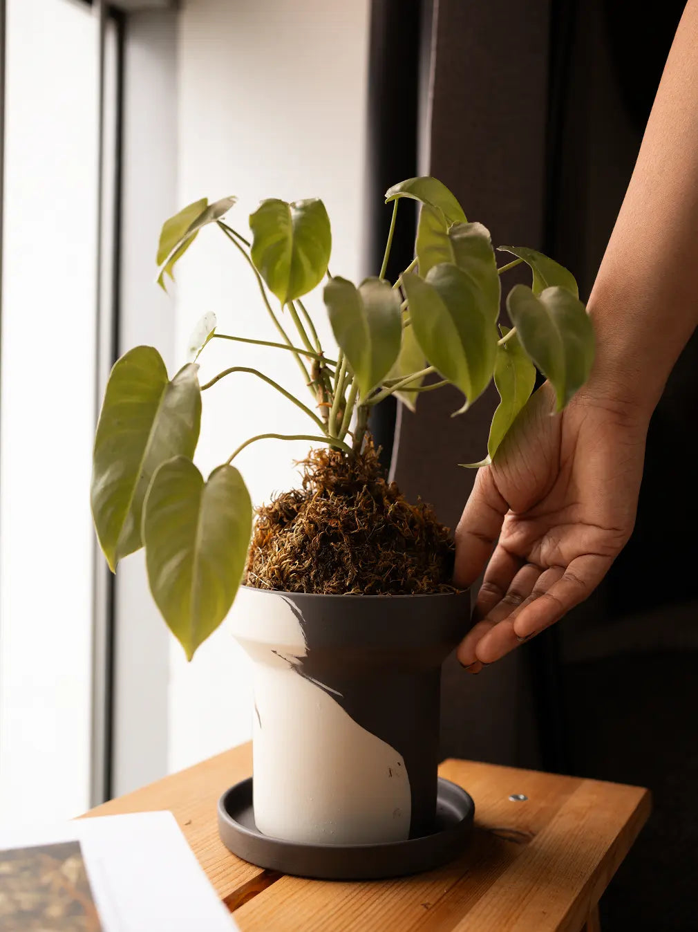 Hand adjusting plant in Dune Ceramic Planter near window in natural light.