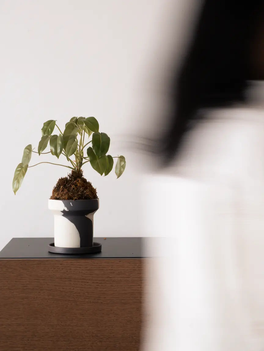 Dune Ceramic Planter with green plant placed on cabinet under soft daylight.