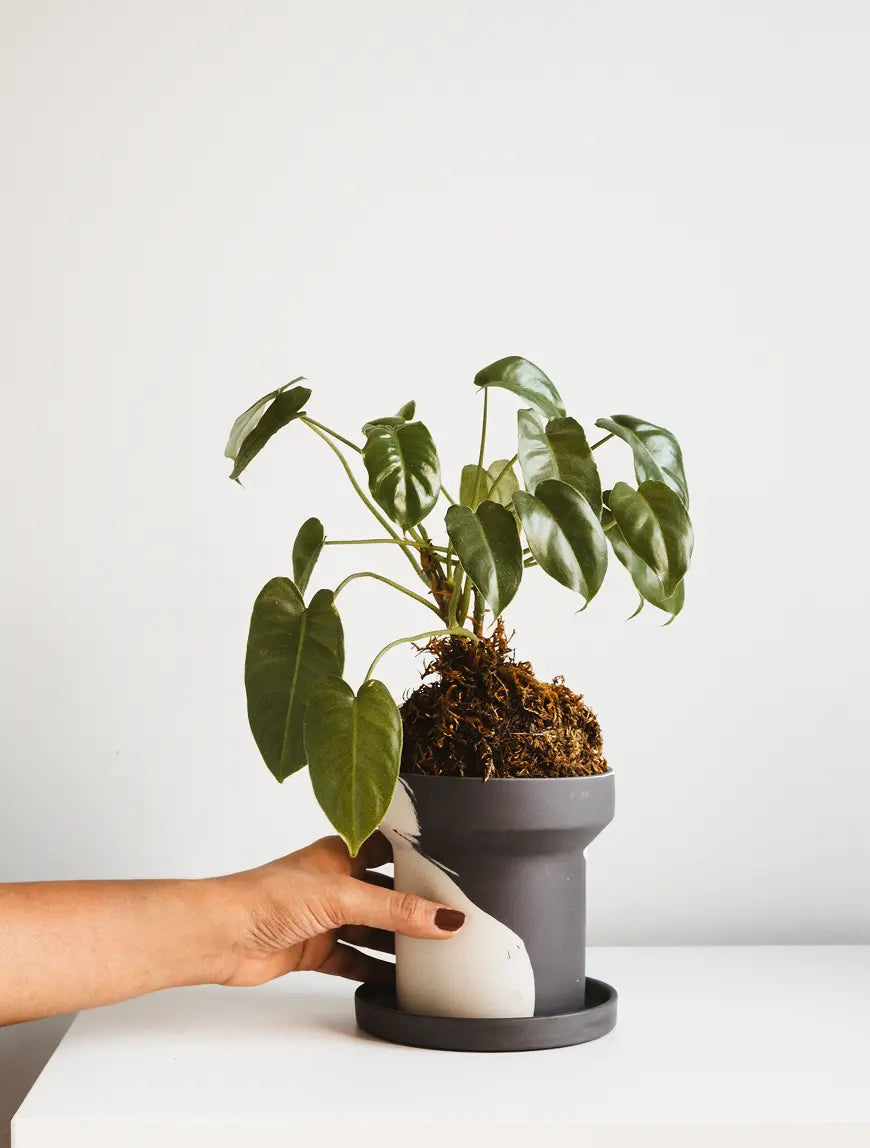 Hand placing plant in Ceramic Pot on white table for indoor decor styling.