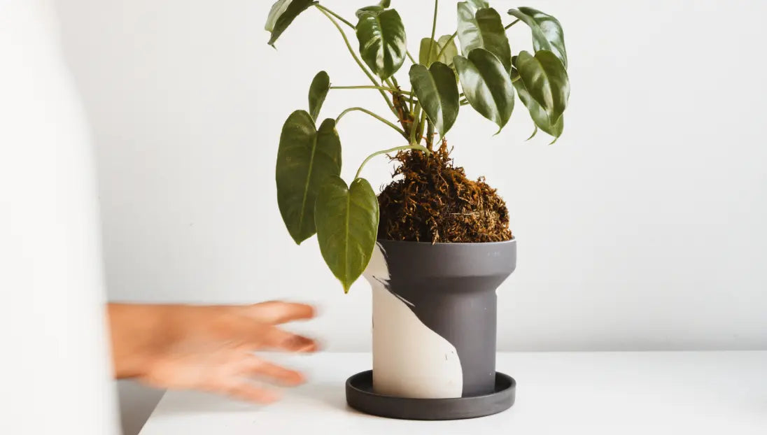 Dune Ceramic Planter with leafy indoor plant on white tabletop in natural light.