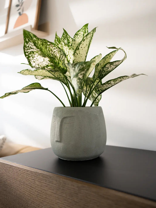 Face Concrete Planter - Grey with a lush green plant, placed on a wooden surface, showcasing its modern sculptural design.