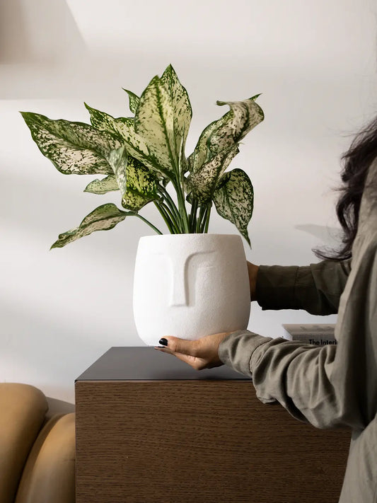 Person placing the Face Concrete Planter - White on a wooden console, featuring a sculpted face design and lush plant.