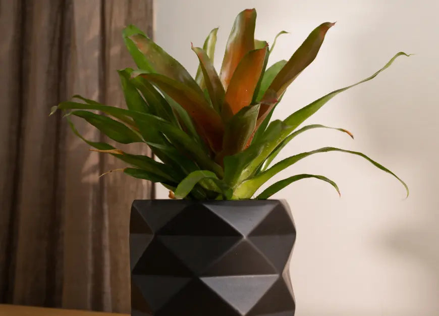 Diamond Ceramic Planter in black, placed on a wooden surface, showcasing its faceted modern design with greenery.