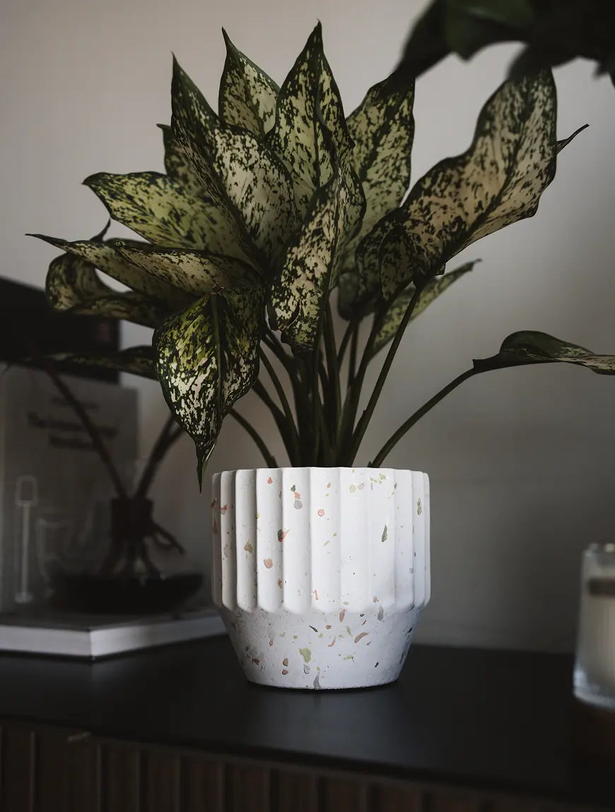 Marvellous Concrete Planter - White with a tall green plant, placed on a dark shelf for a contemporary aesthetic.