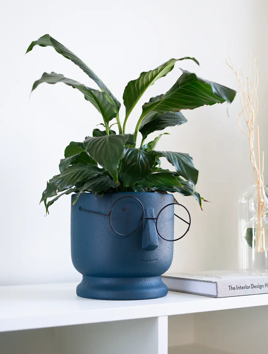 Jojo Ceramic Planter styled on a shelf, showcasing its modern design and playful aesthetic.