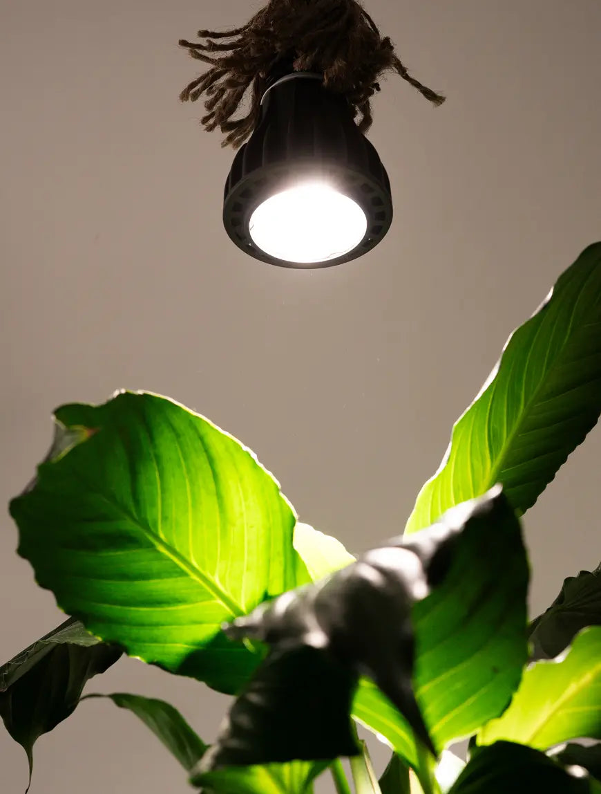 Blaze 12W LED Grow Light in black illuminating lush indoor plant leaves.