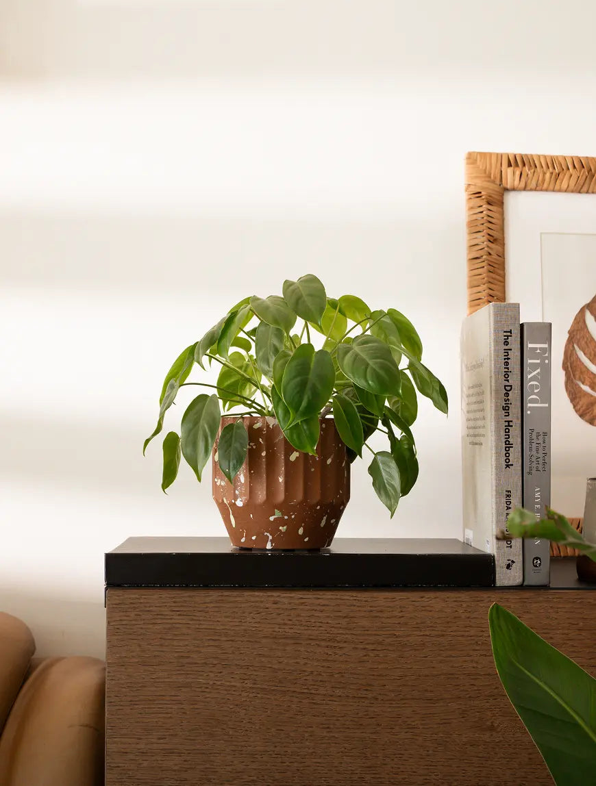 Marvellous Concrete Planter - Brown with a lush green plant, styled on a modern wooden surface.