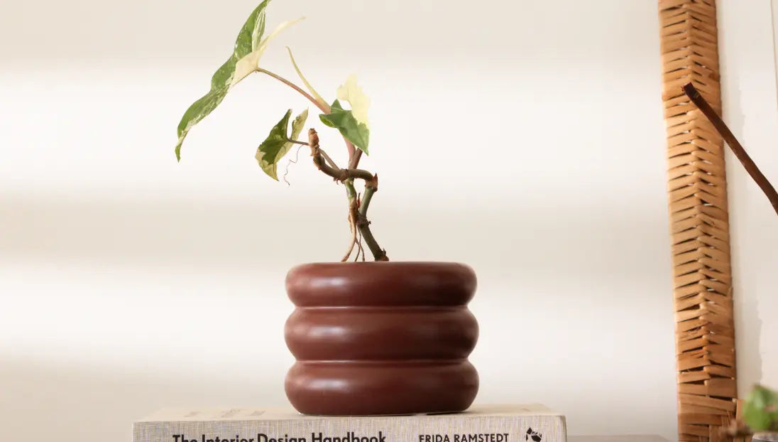 Small plant in the Orbit Planter,- Maroon styled atop books elegantly.