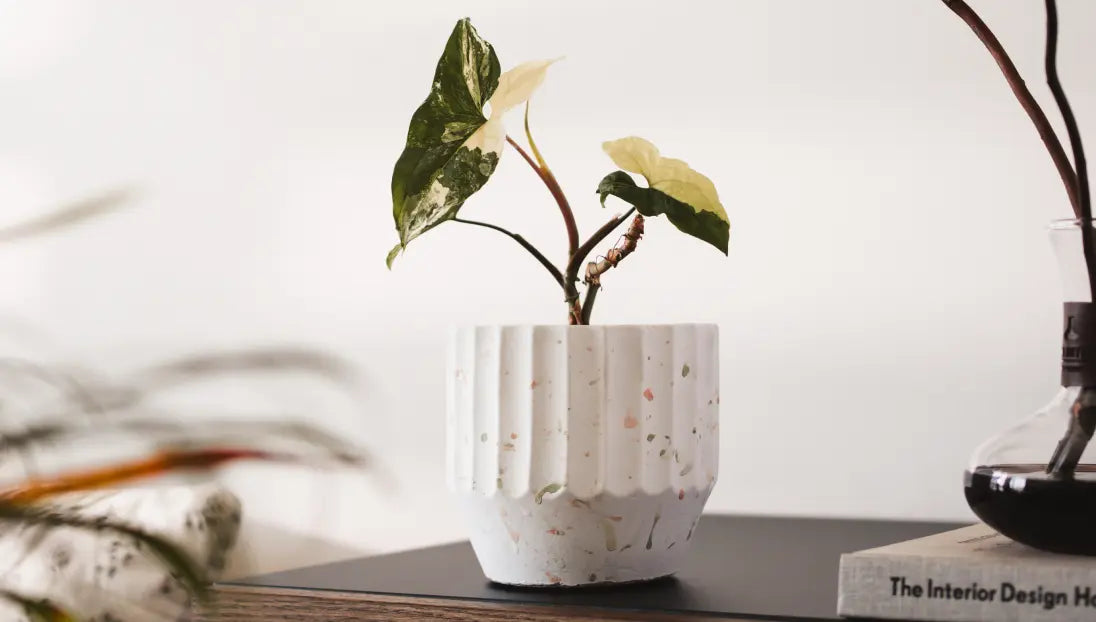 Small Marvellous Concrete Planter - White with a young variegated plant, placed on a book for a minimalist look.