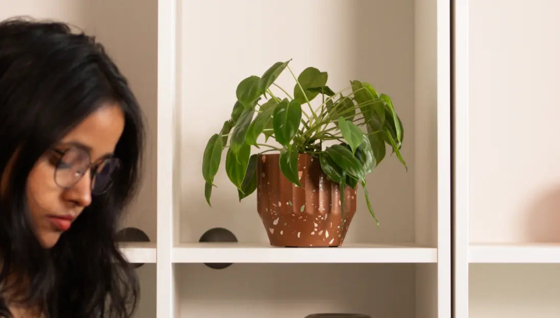 Marvellous Concrete Planter - Brown placed on a white shelf, adding a touch of warmth and natural beauty to the space.