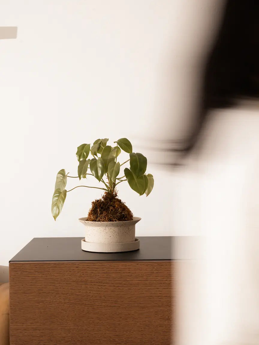 Premium ceramic planter styled with kokedama, placed on wooden unit in modern indoor space