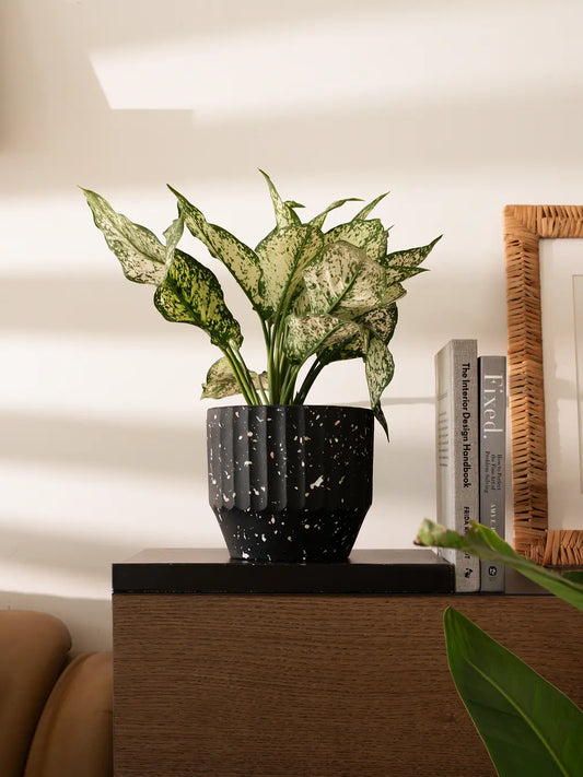 Marvellous Concrete Planter - Black, featuring a terrazzo finish, styled on a wooden console with a green plant.