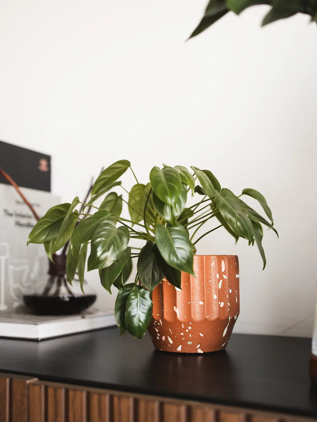 Marvellous Concrete Planter - Brown with lush green foliage, styled on a black surface for a modern contrast.