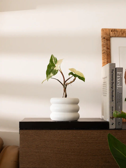 Orbit Ceramic Planter - White with a plant, placed on a wooden surface near books and decor.