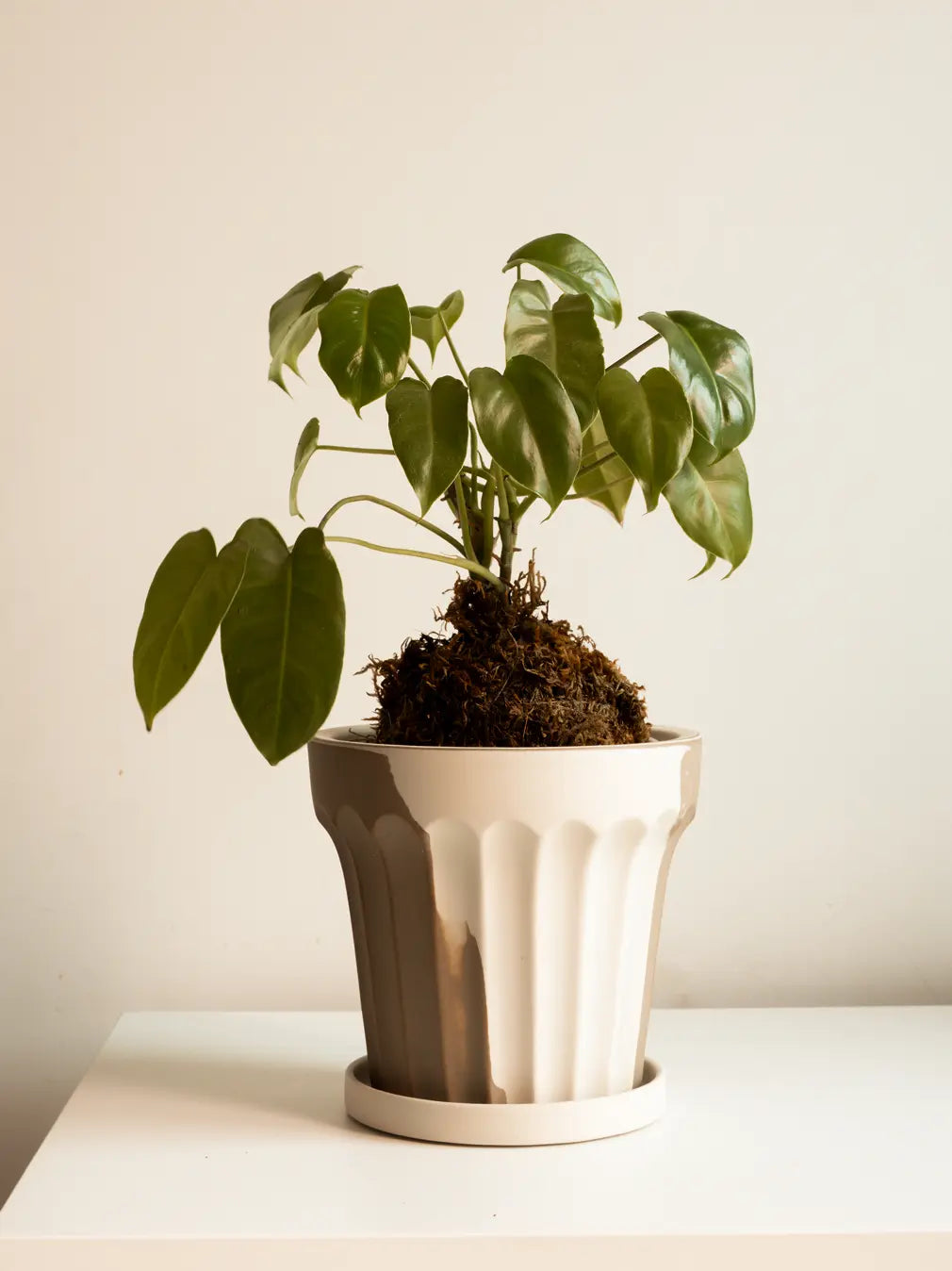 Premium Raya Ceramic Planter with kokedama plant, showcasing fluted dual-tone design in warm white and brown.