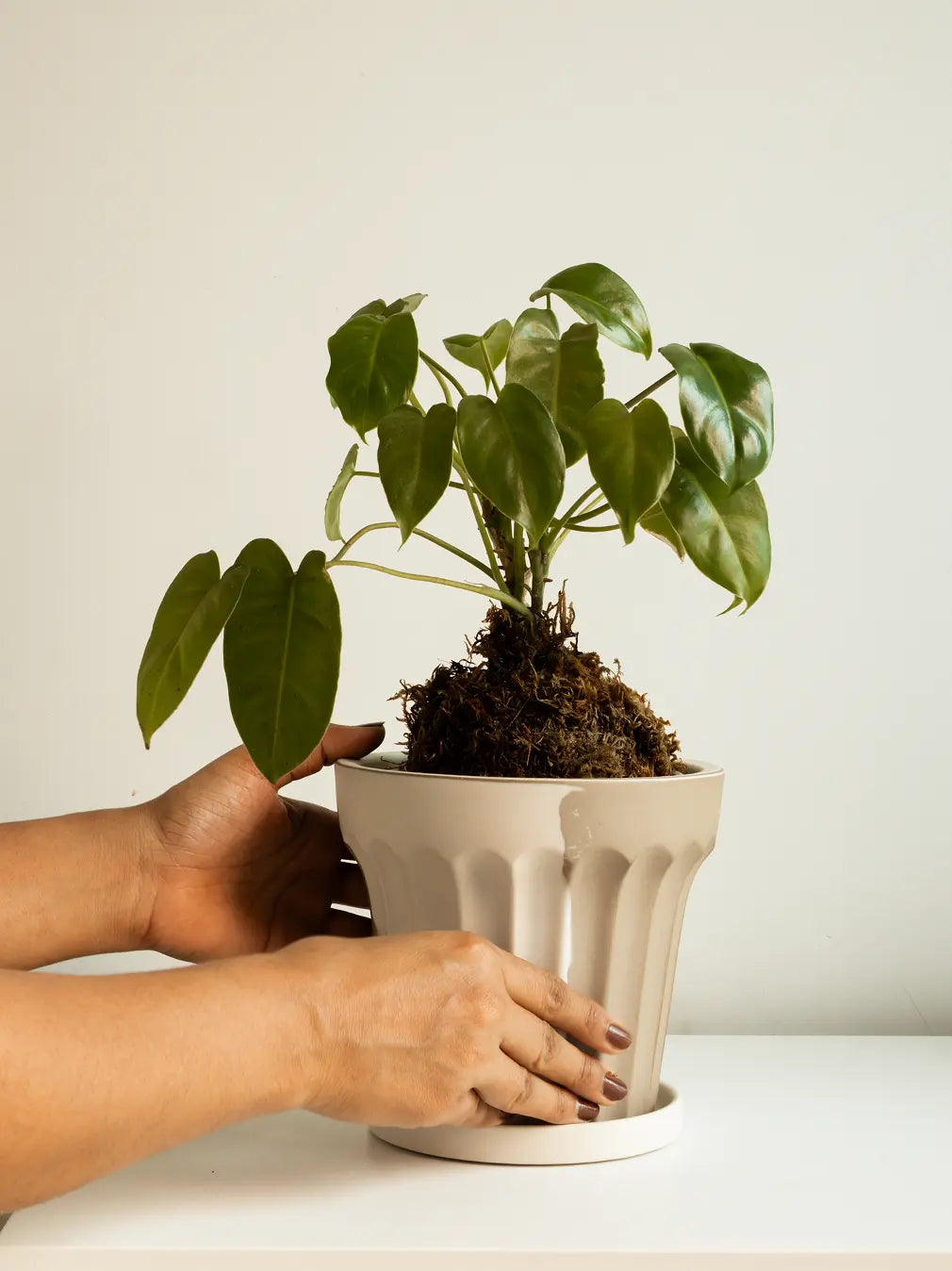 Hands holding a ceramic pot with a healthy indoor plant, showing the drainage saucer and a smooth matte finish.