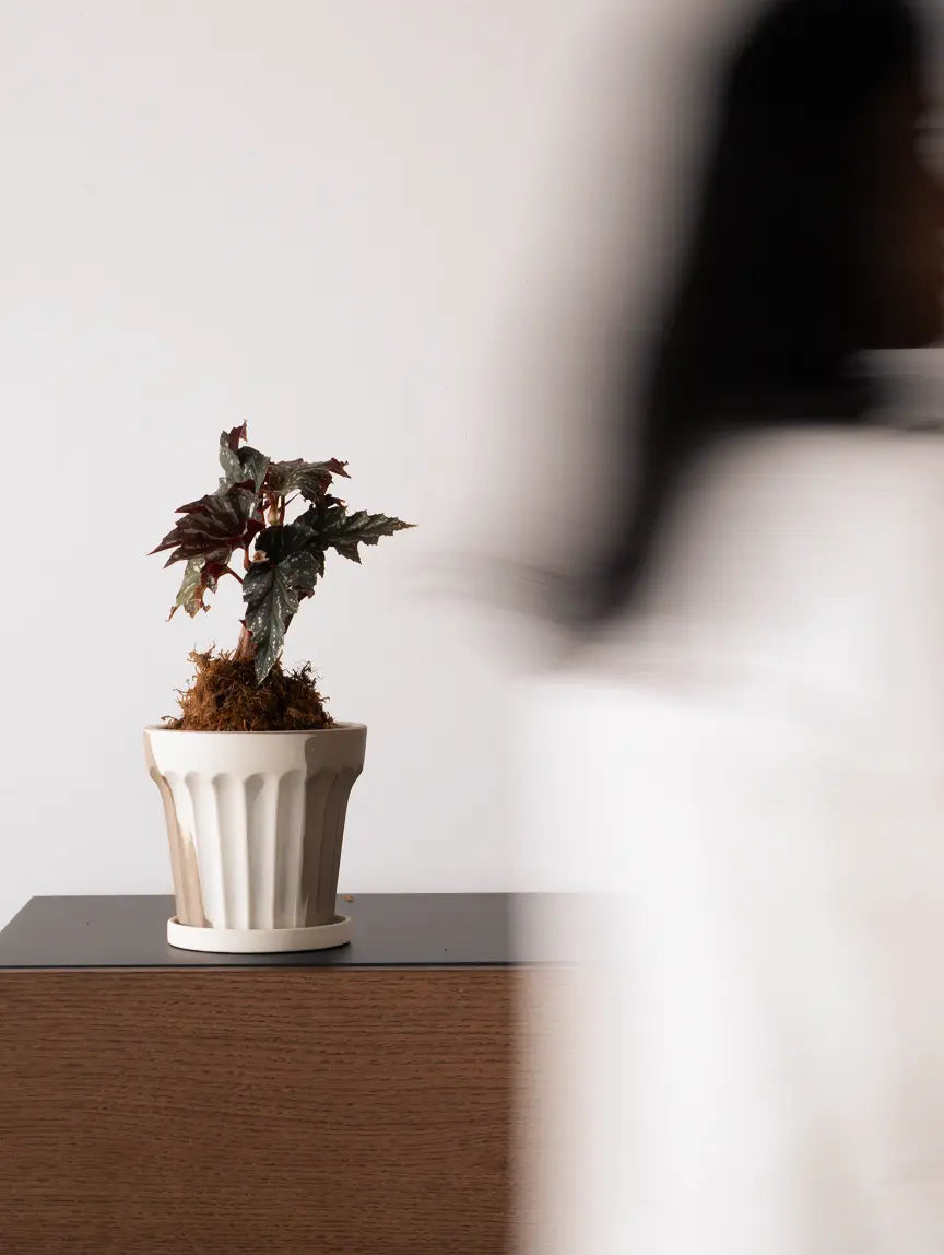 Raya Ceramic Planter styled with indoor plant in calm Japandi décor setup.