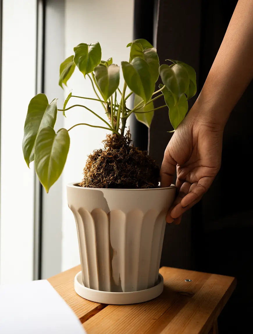 Hand placing kokedama plant inside premium ceramic pot by window.