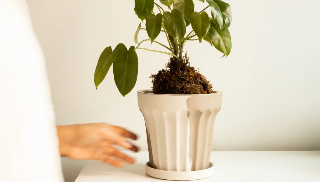 Minimal setup featuring Raya Ceramic Planter with lush indoor plant.