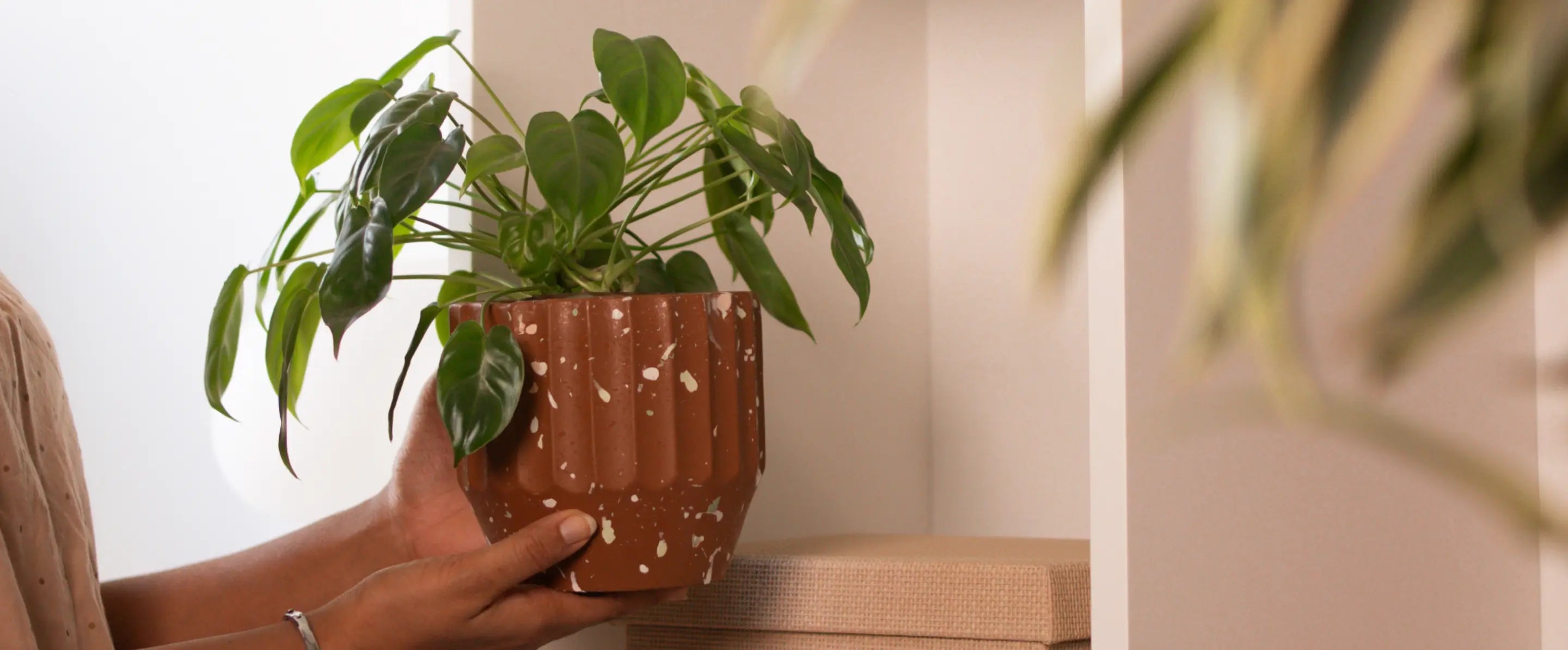 Marvellous Concrete Planter - Brown being placed on a shelf, filled with lush green foliage, adding a warm aesthetic.