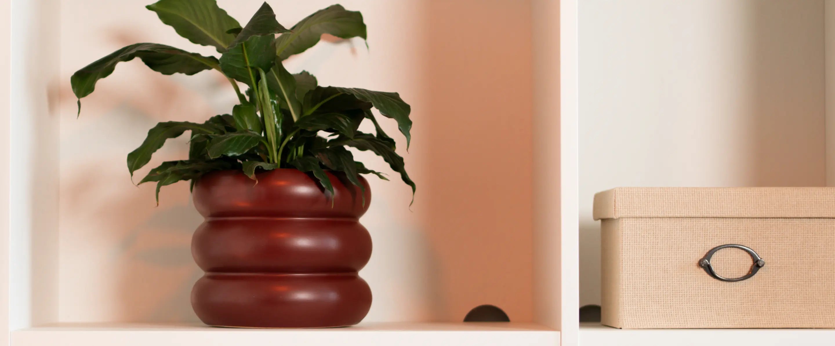 Orbit Ceramic Planter - Maroon placed on a shelf, holding a lush green plant, adding warmth to the decor.