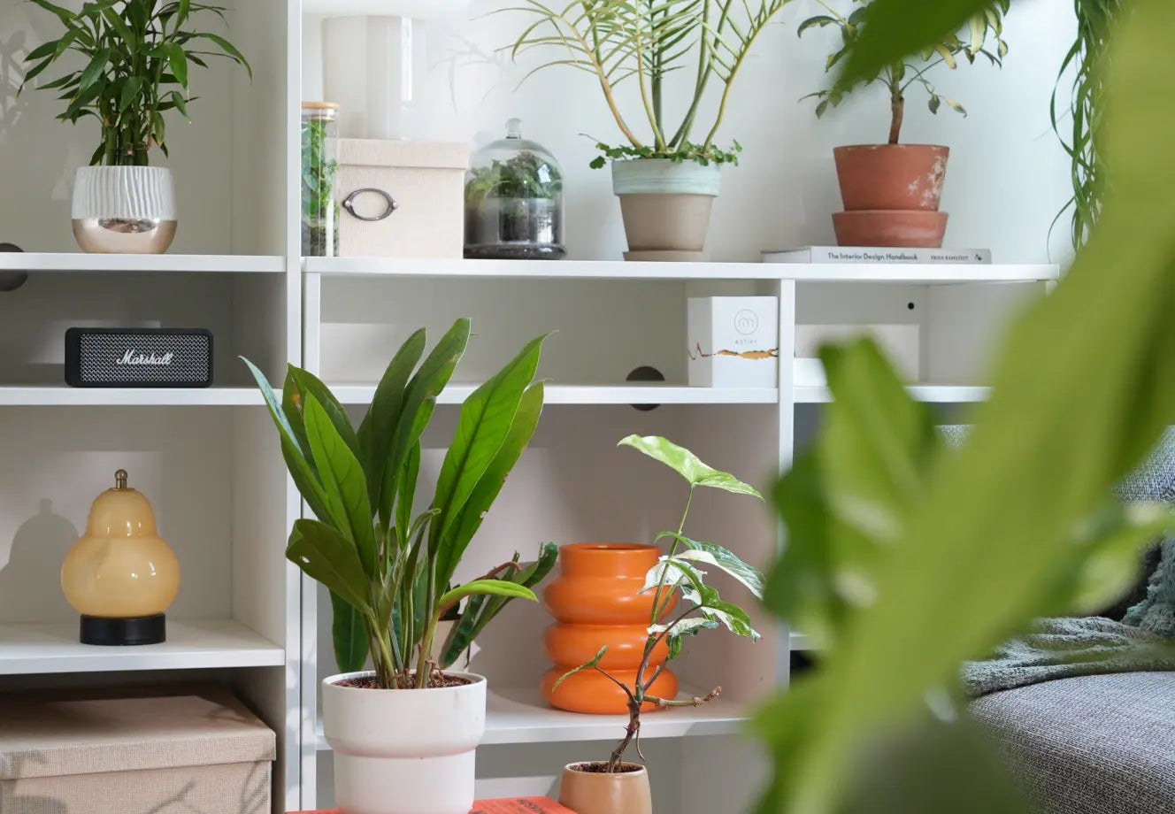 Indoor shelf styled with decorative planters, indoor plants, ceramic pots, and cozy home garden accessories for plant lovers