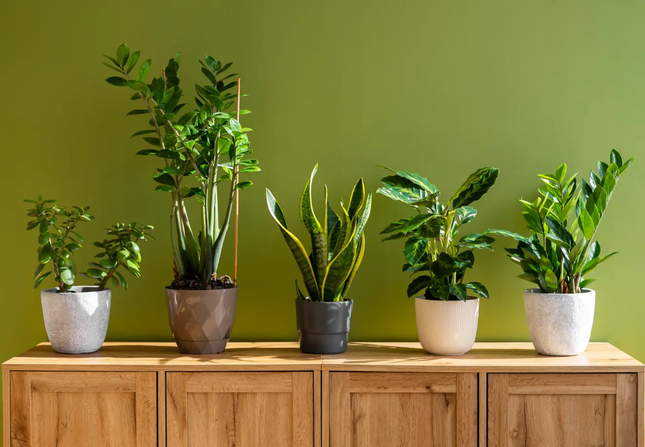 Collection of five easy indoor plants for beginners in stylish planters on a wooden cabinet