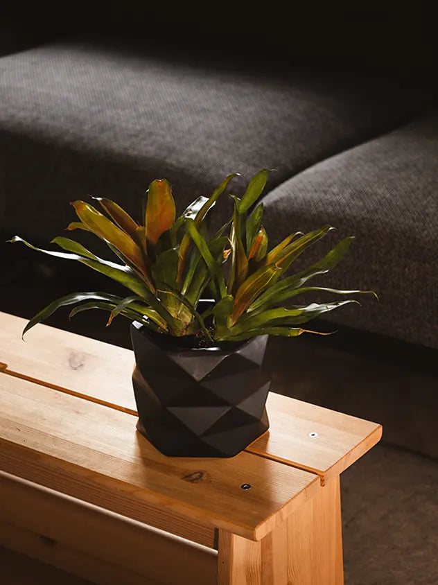 black planter with plant