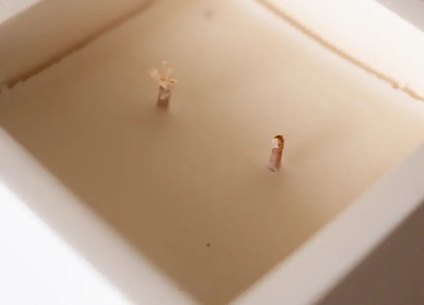 Close-up of the cotton wicks inside the Astiry Concrete Scented Candle, showing an artisanal wax finish.