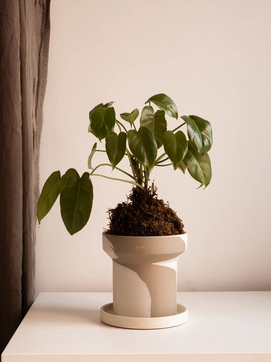 Dune Ceramic Planter-White and Brown