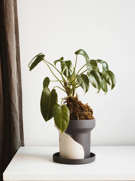 Dune Ceramic Planter in white and black with indoor plant on minimal white table.