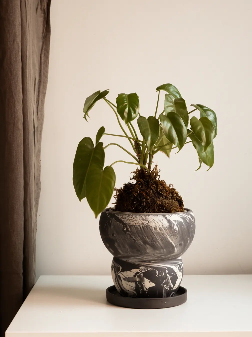 Potted plant in a decorative ceramic pot on a white surface with a neutral background