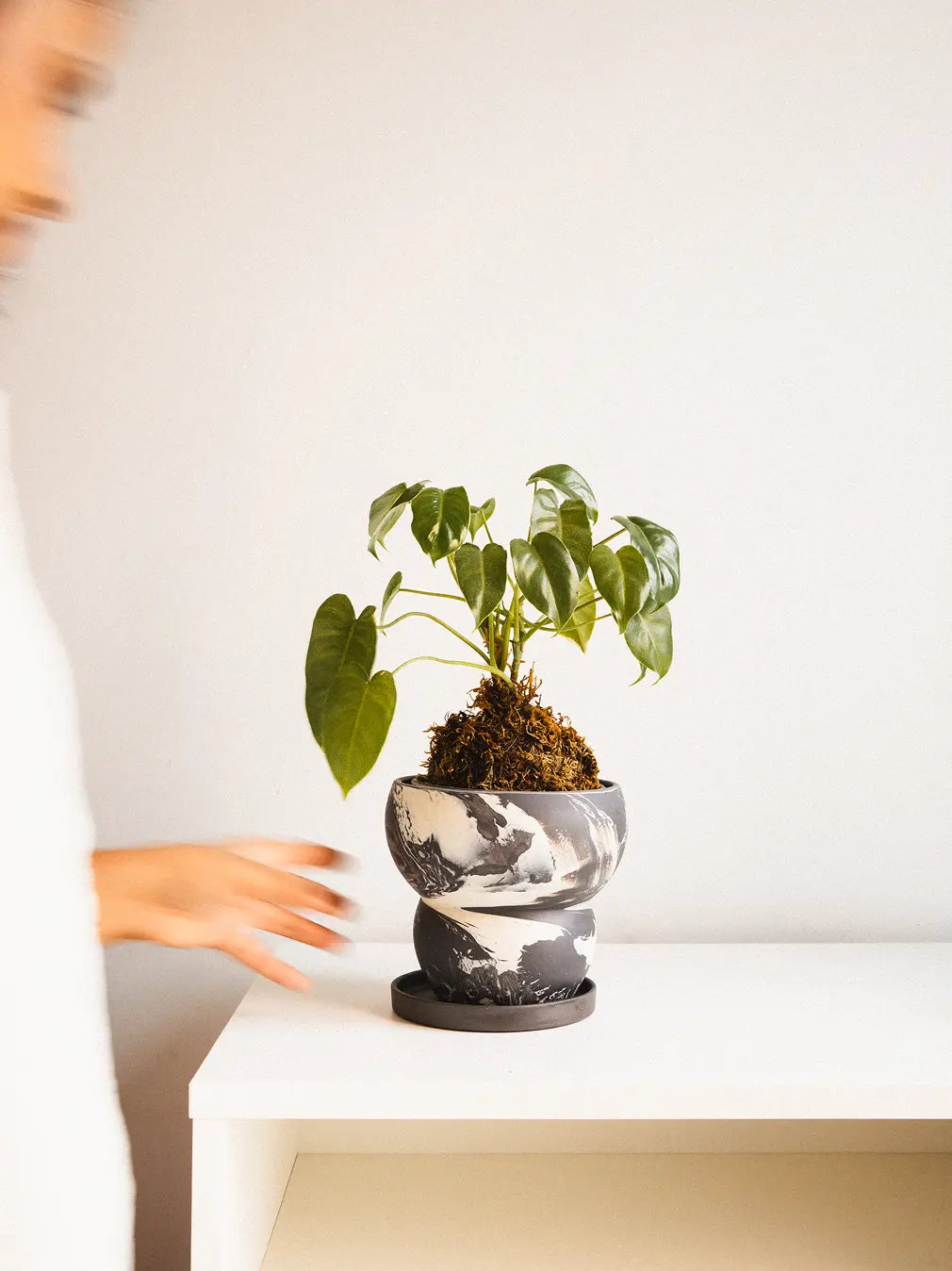 Person holding a indoor planter on a white surface with a blurred background