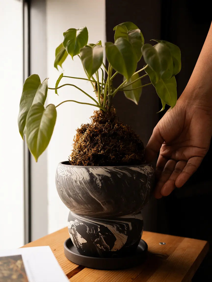 Person holding a small ceramic pot with potted plant on a wooden surface