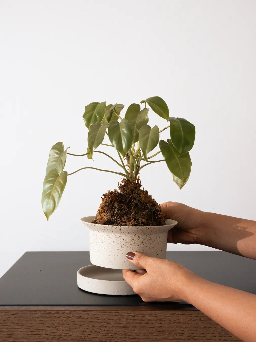 Kora Ceramic Planter with kokedama plant being placed on table, premium speckled planter with saucer