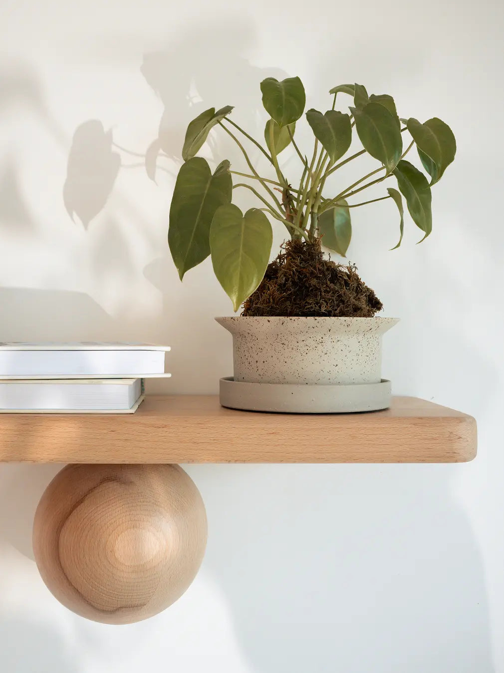 Modern ceramic planter with kokedama plant styled on wooden shelf next to books in natural sunlight