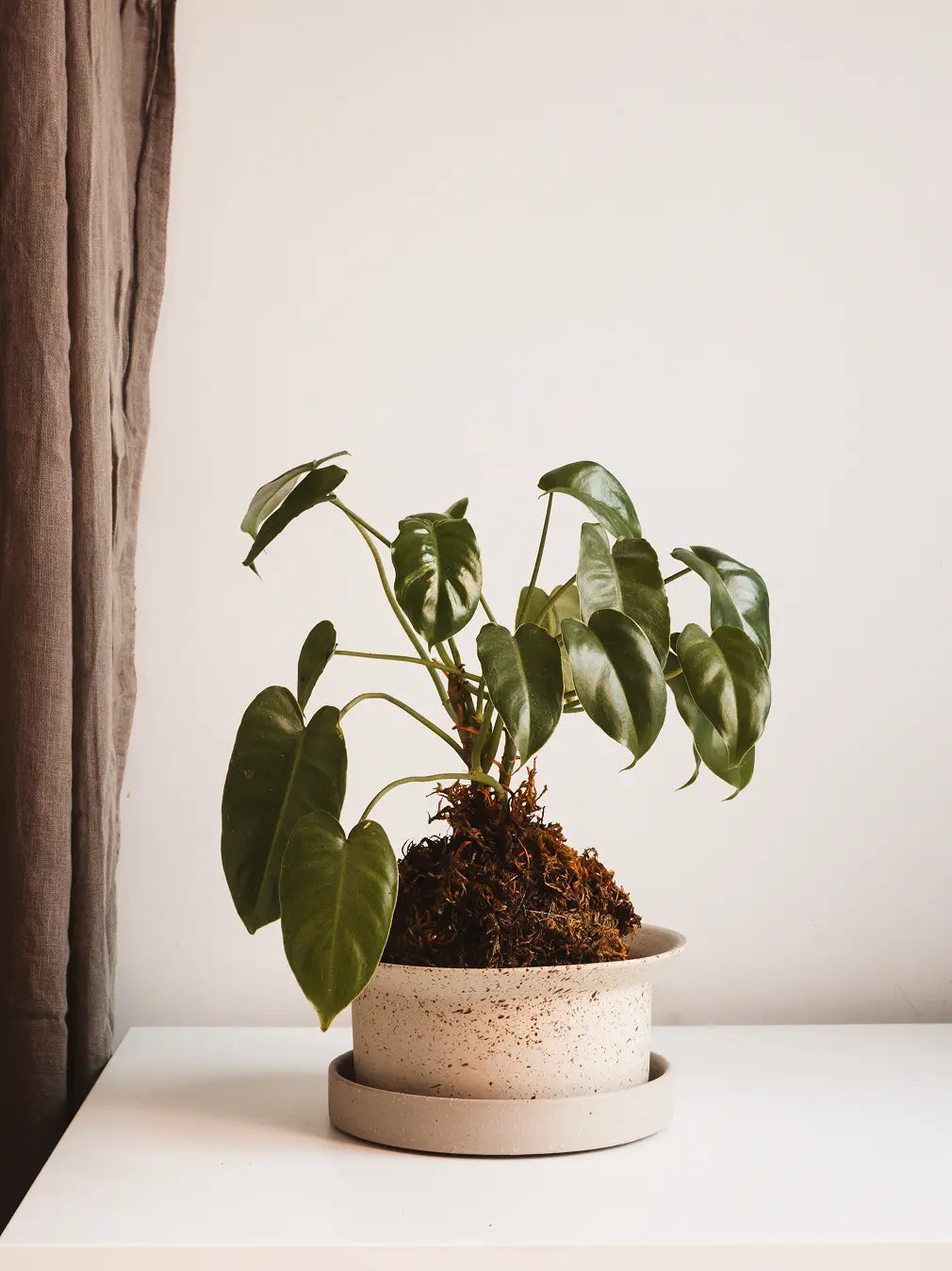 Indoor plant in Kora Ceramic Planter placed on white table near curtain, showing warm modern home styling