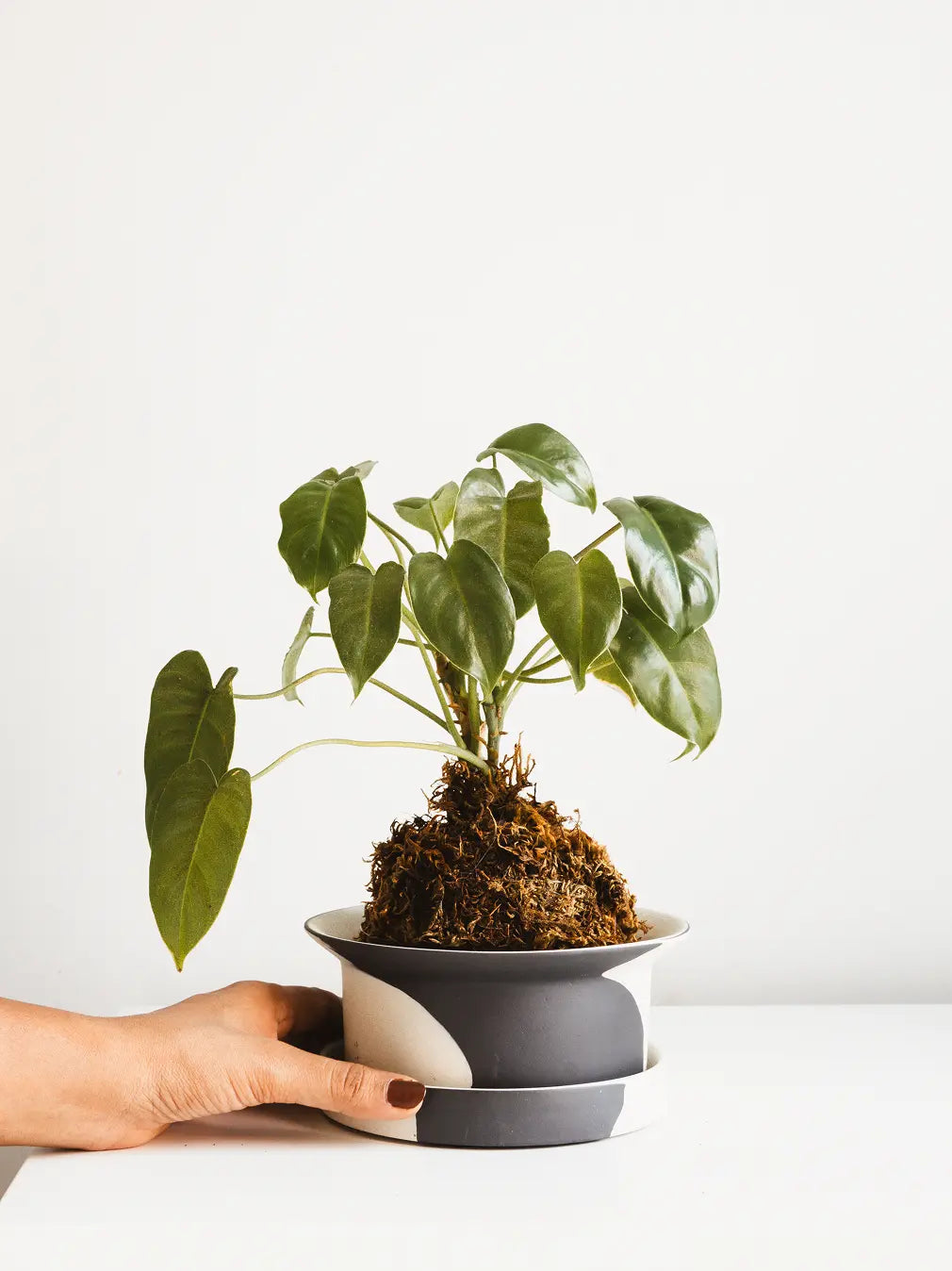 Kora Ceramic Planter with plant styled indoors on white table in black and white finish