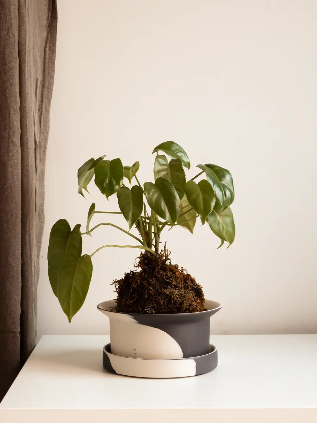 Potted plant on a white surface with a neutral background