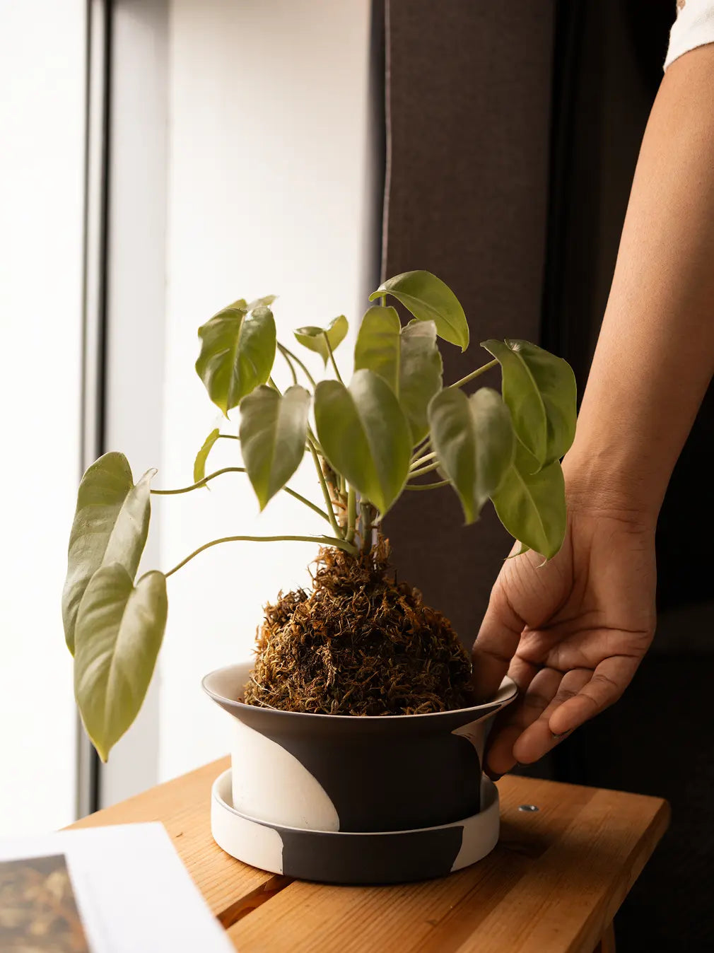 Hand holding Kora Ceramic Planter near window with natural light and green leaves