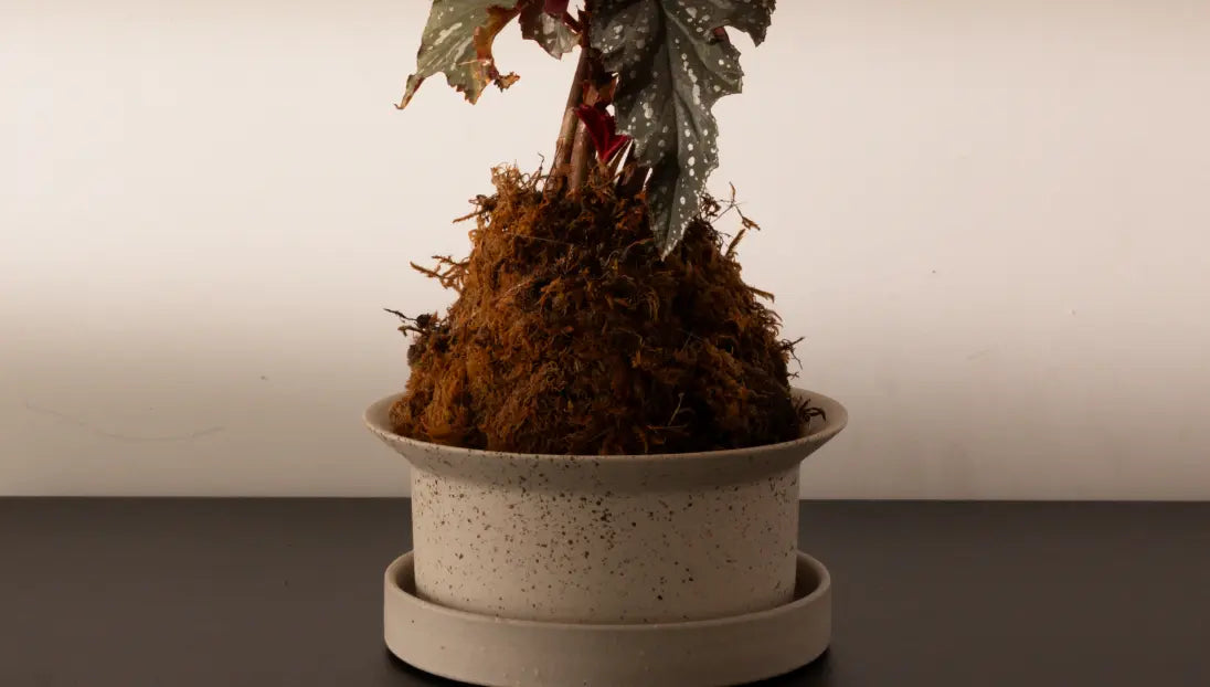 Kora Ceramic Planter holding a moss ball and spotted begonia, placed on black indoor surface