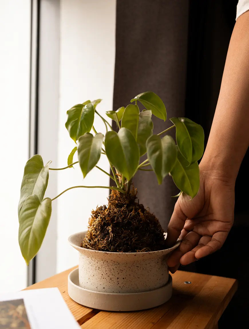 Kora Ceramic Planter with kokedama styled on a wooden table near a window for indoor plant care