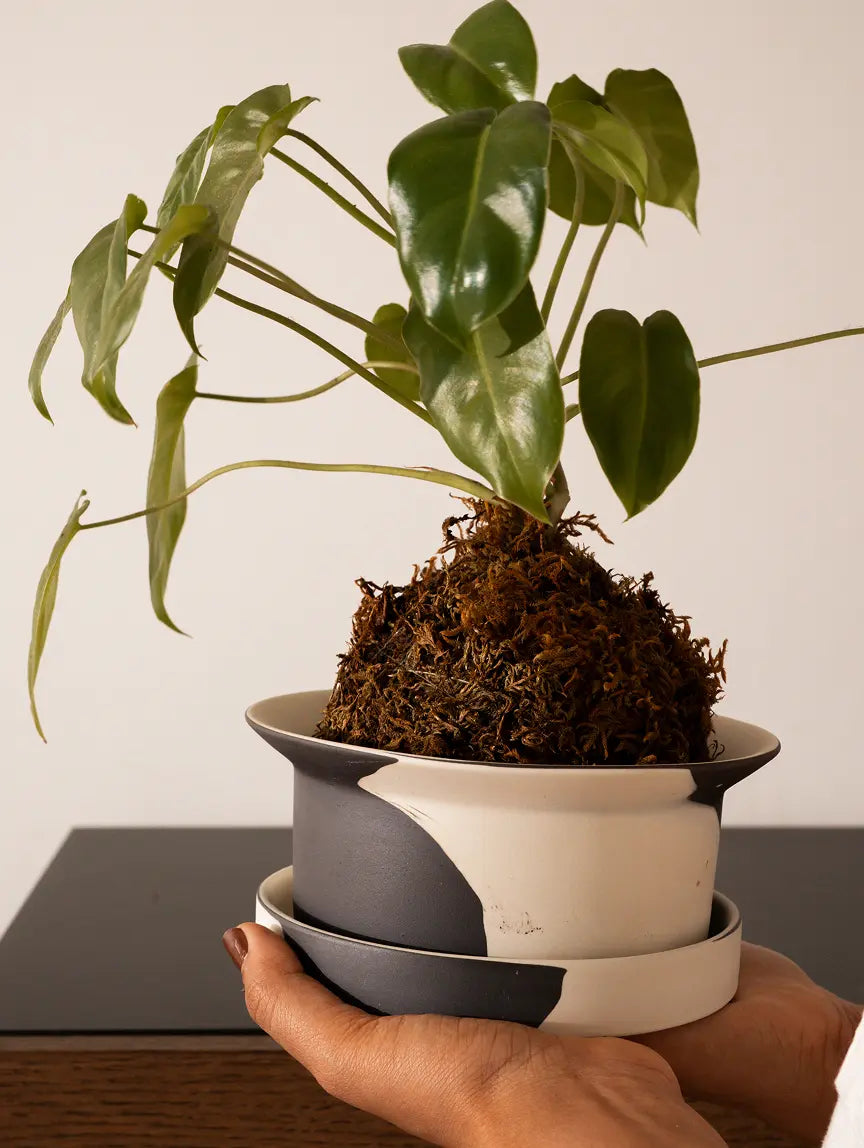 Hands holding Kora Ceramic Planter in black and white design with green indoor plant