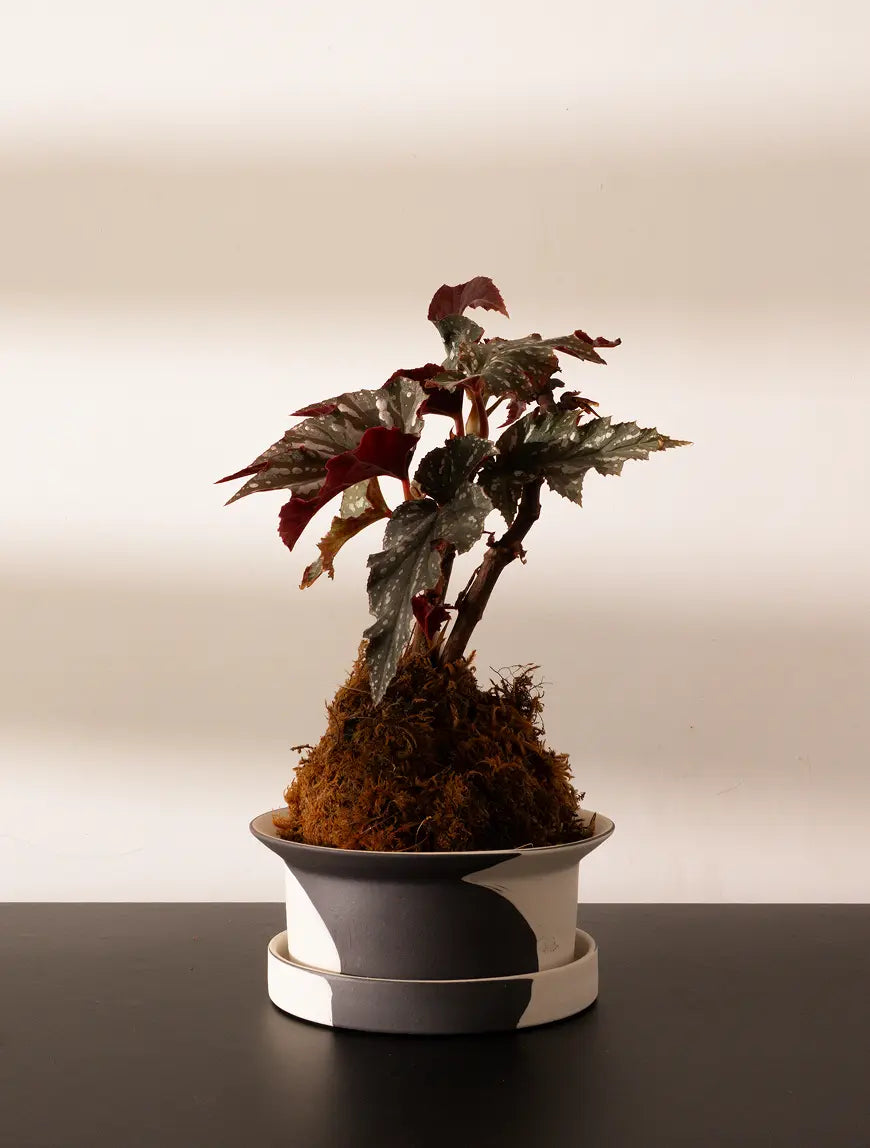 Plant in Kora Ceramic Planter placed on dark table with warm indoor lighting