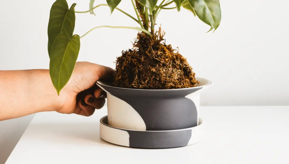 Modern ceramic planter with wide rim and saucer styled with green indoor plant