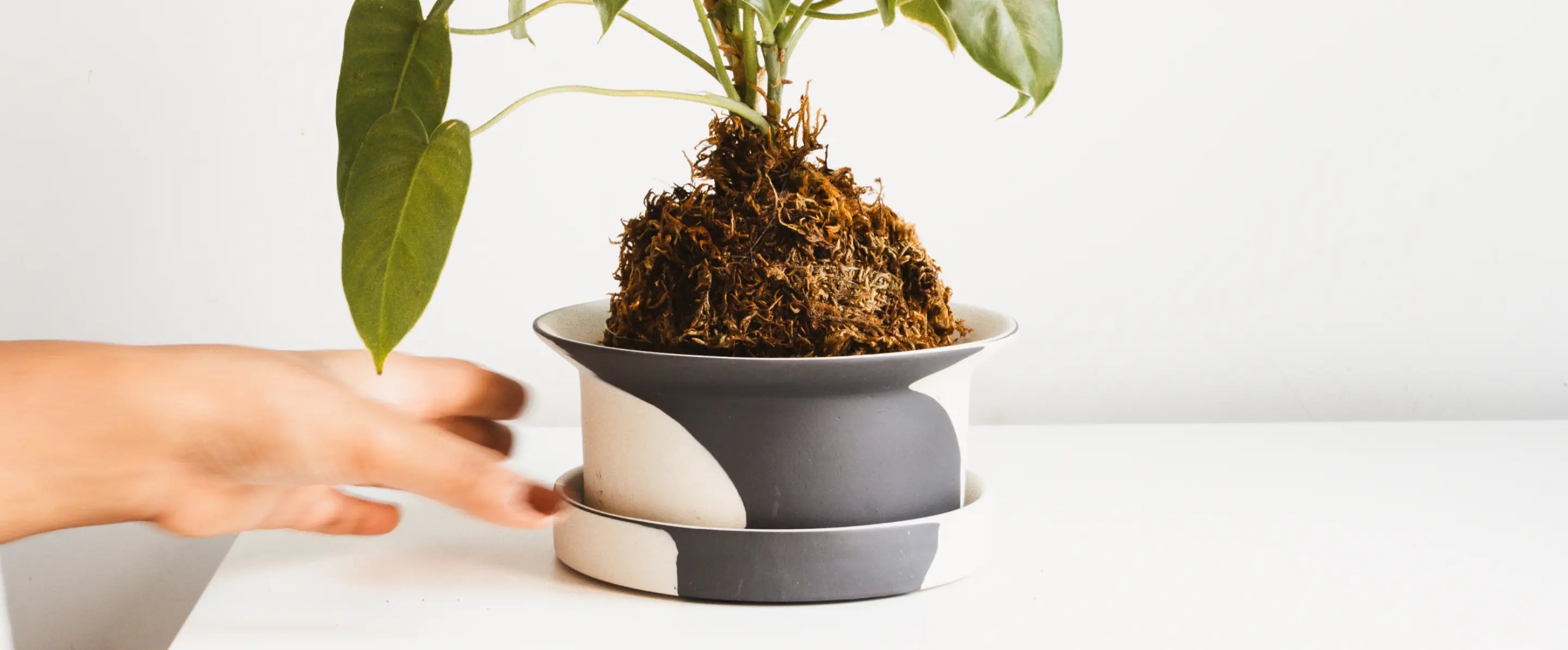 Person holding a plant with exposed roots in a indoor planter on a white background